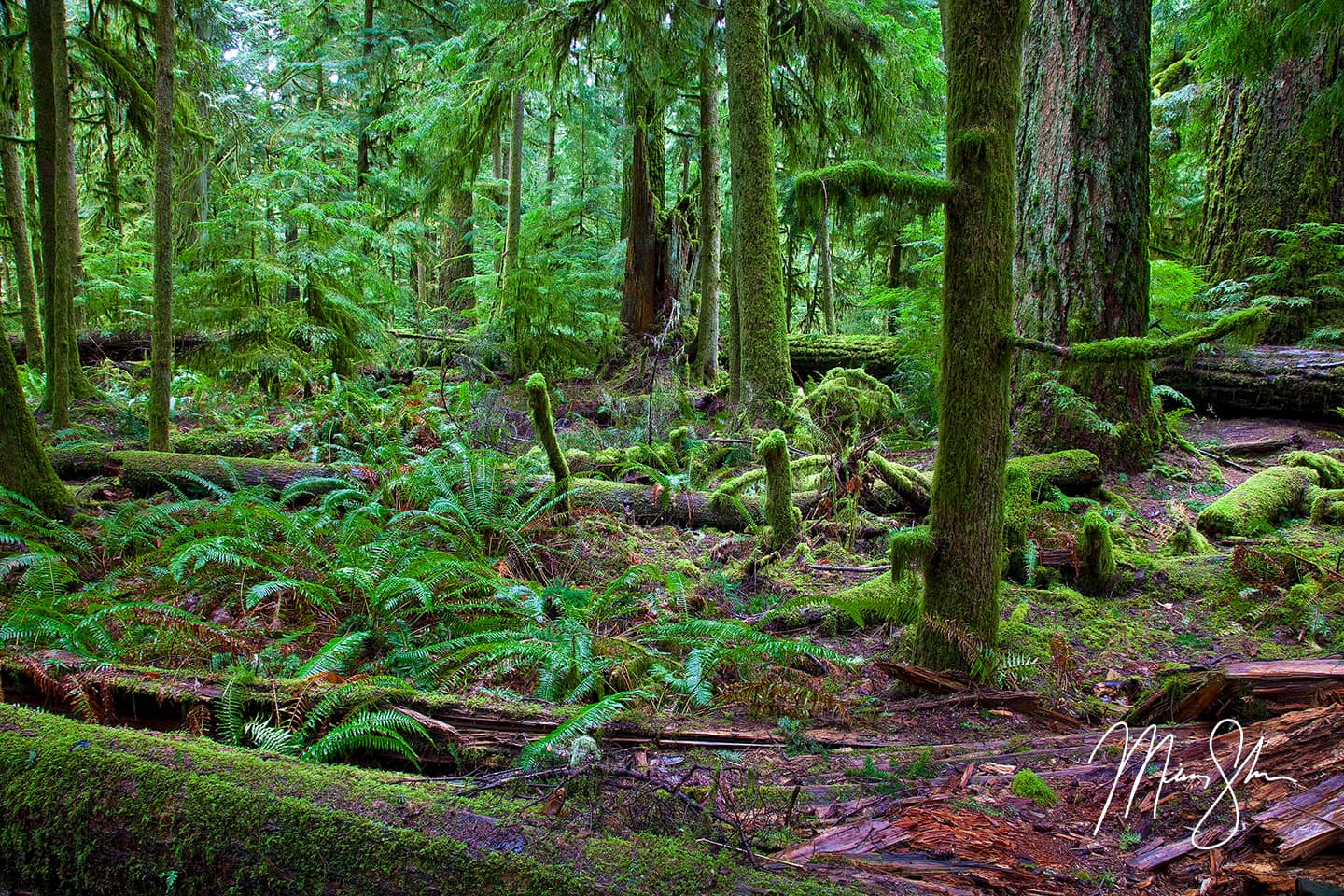 Cathedral Grove Forest