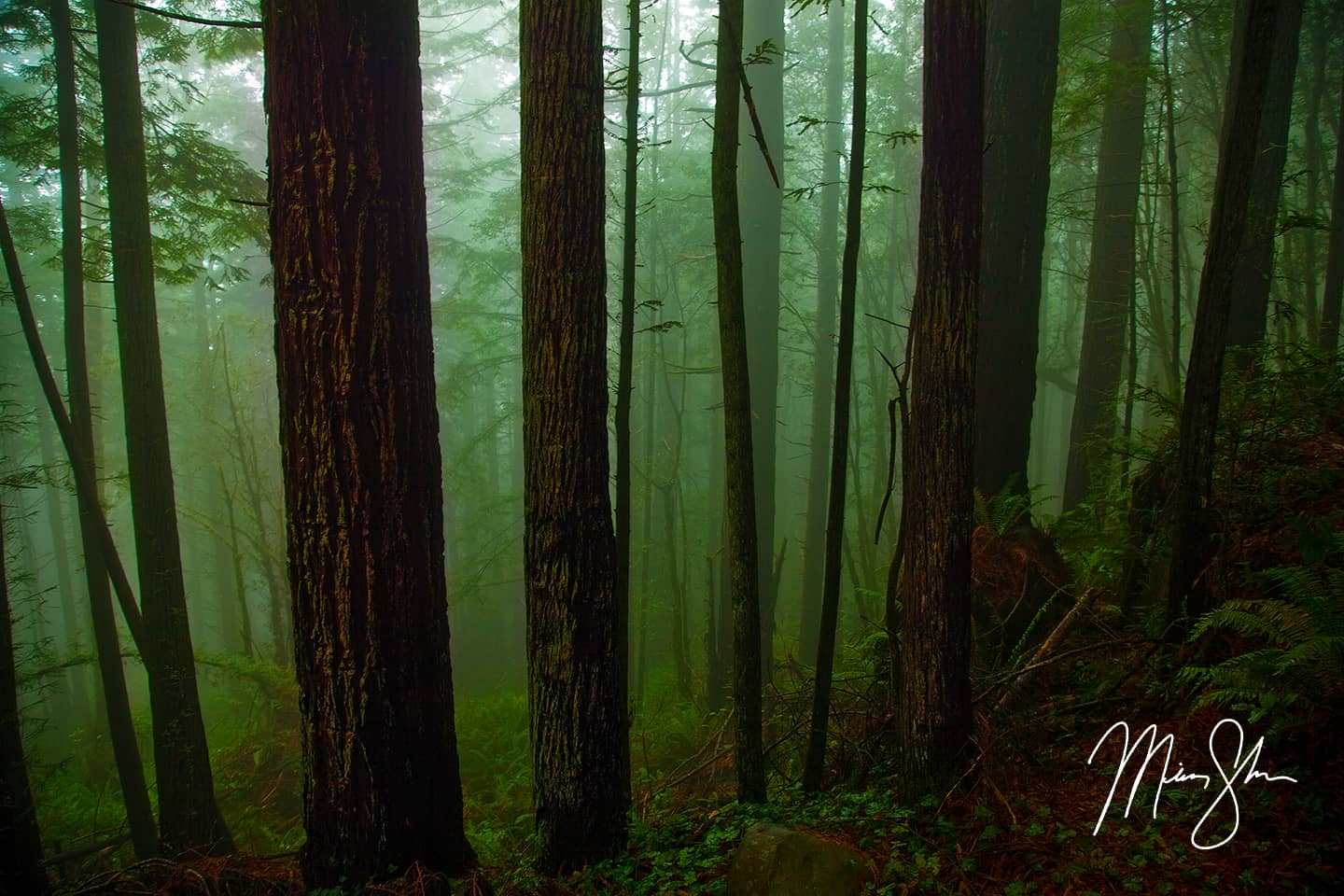The Ancient Redwood Forest