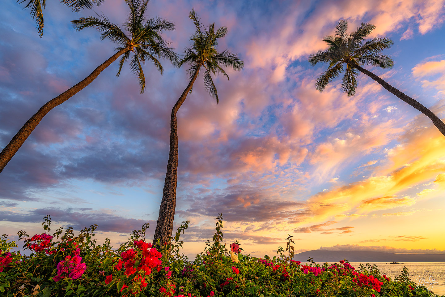 Lahaina Beach Palm Trees at Sunset