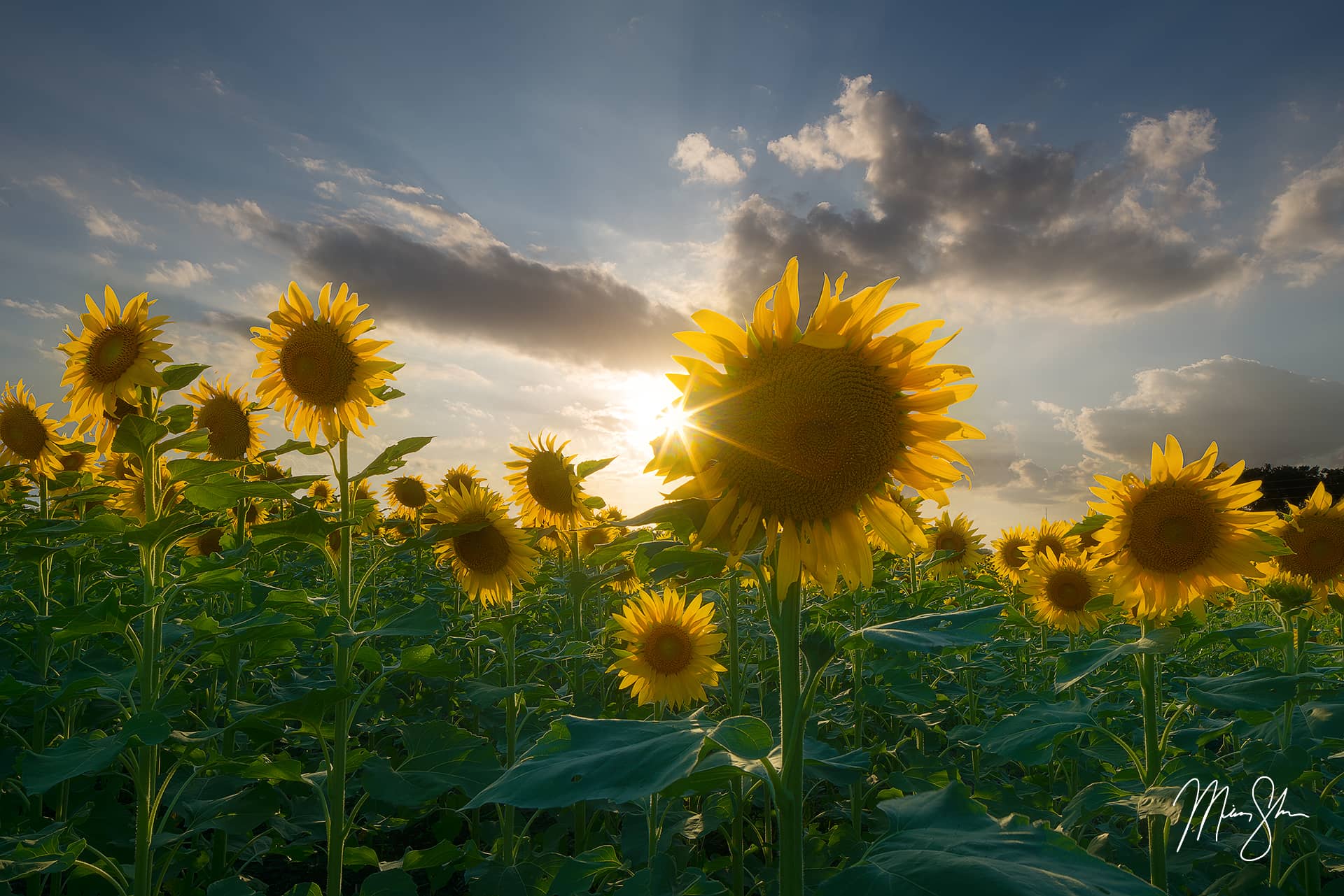 Travel Blog by Mickey Shannon Photography | Sunflower Fields In Kansas