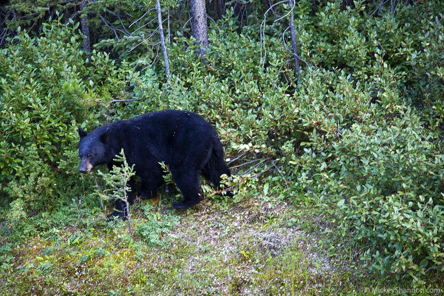 Banff bear