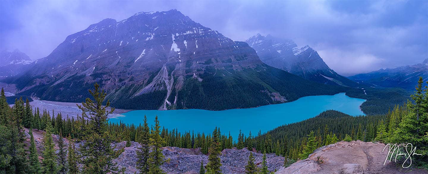 Limited Edition Fine Art Prints of the A Wolf in the Midst, taken at Peyto Lake in Banff National Park, Canada