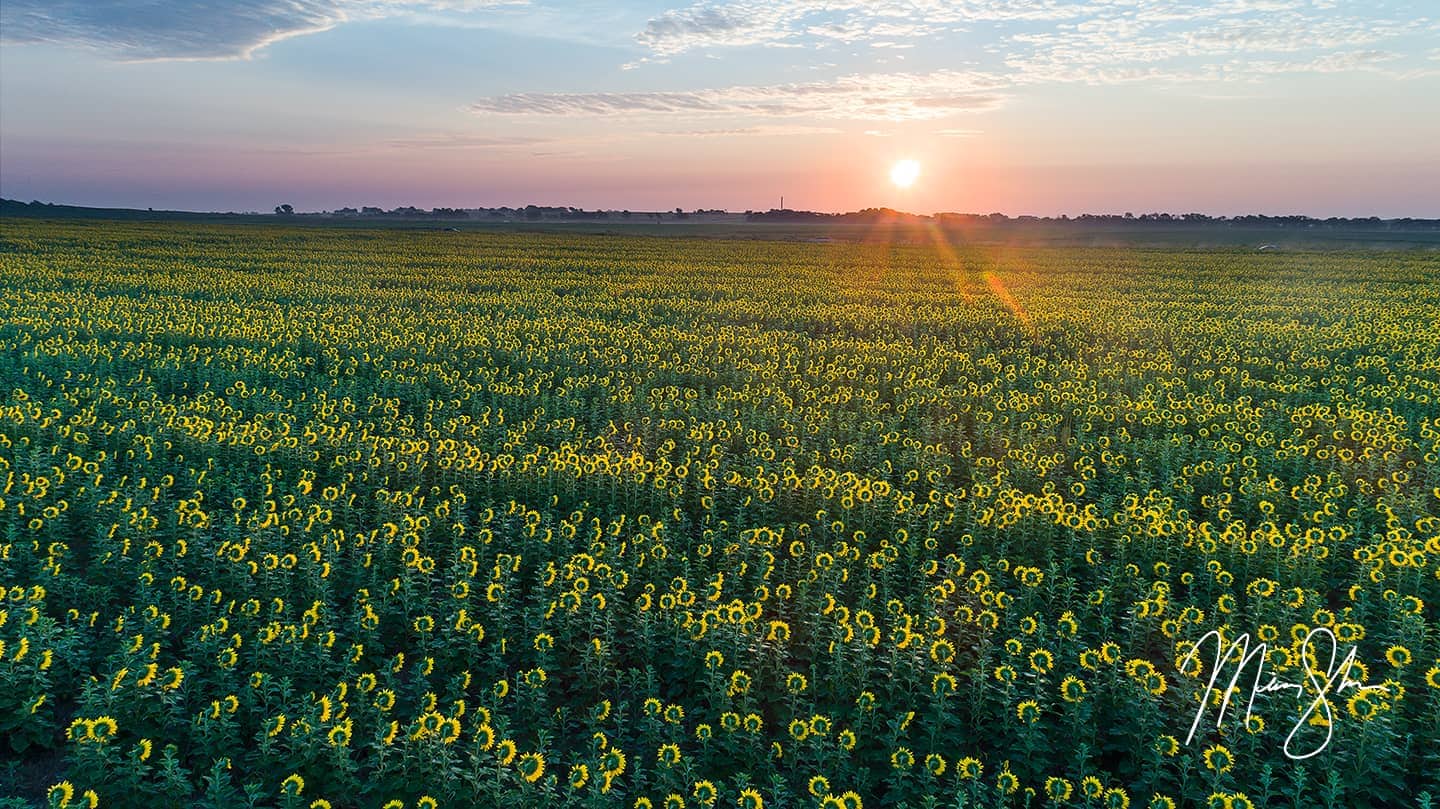 Aerial Sunflower Sunrise - Near Oxford, Kansas
