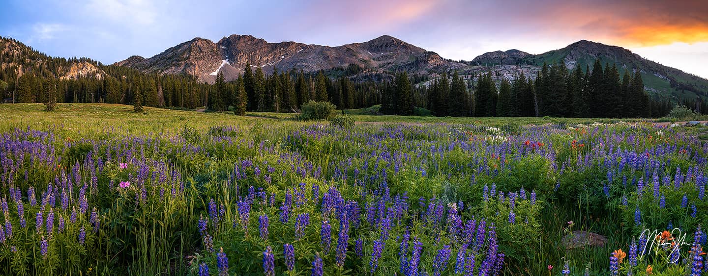 Albion Basin Sunset Glory - Albion Basin, Alta, Utah