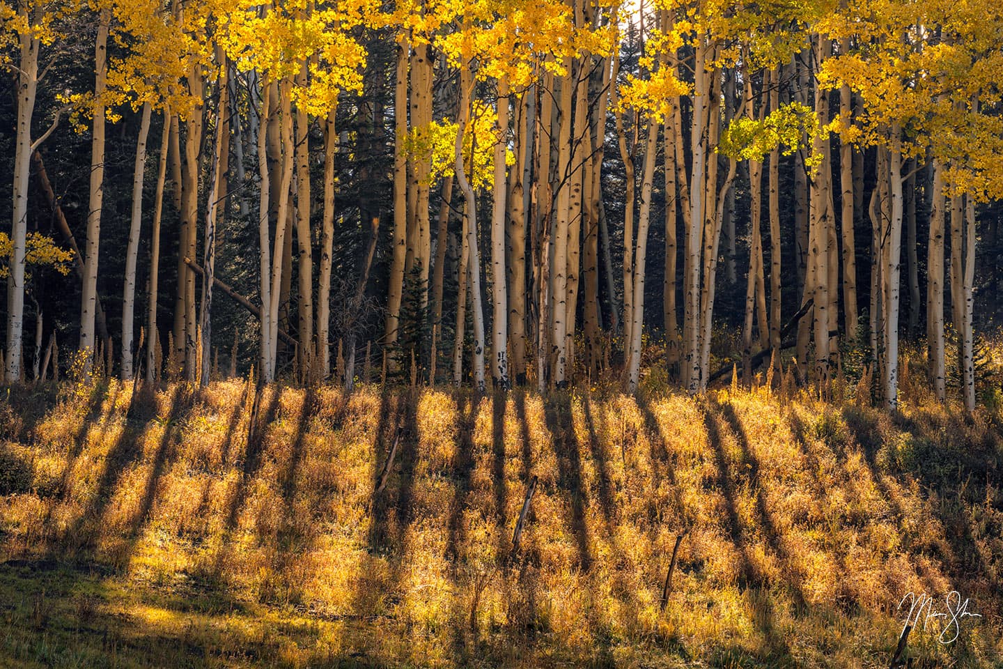 All Lined Up - Last Dollar Road, Colorado