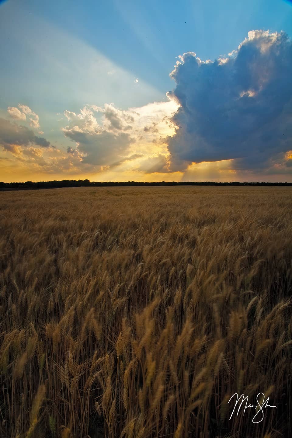 Amber Waves of Grain - Near Wichita, Kansas