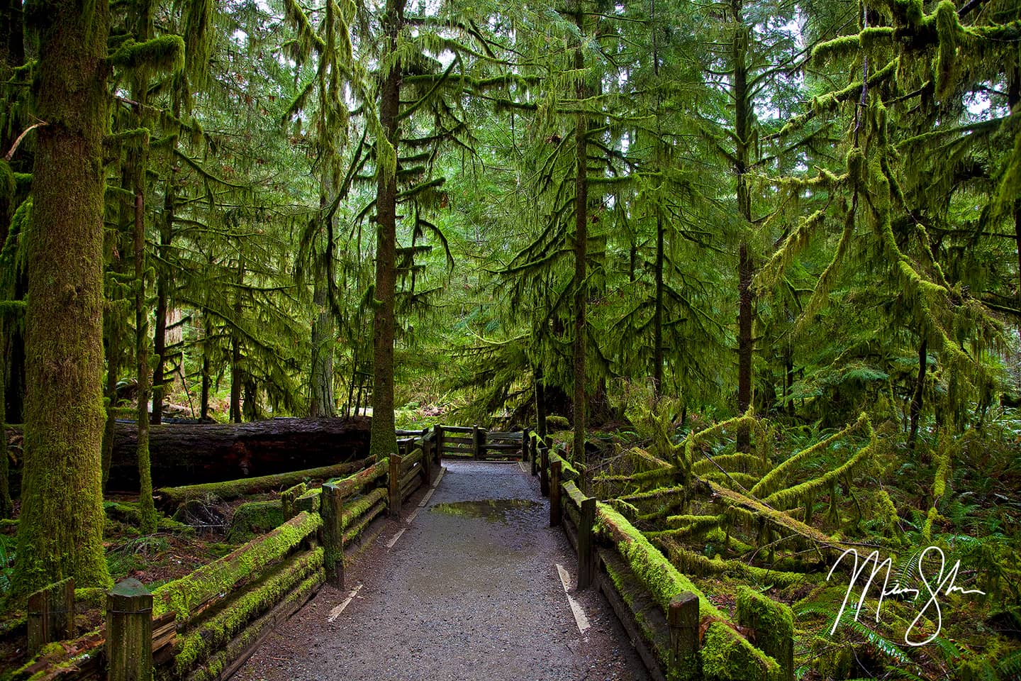 Ancient Cathedral Grove - Cathedral Grove, MacMillan Provincial Park, Vancouver Island, British Columbia, Canada