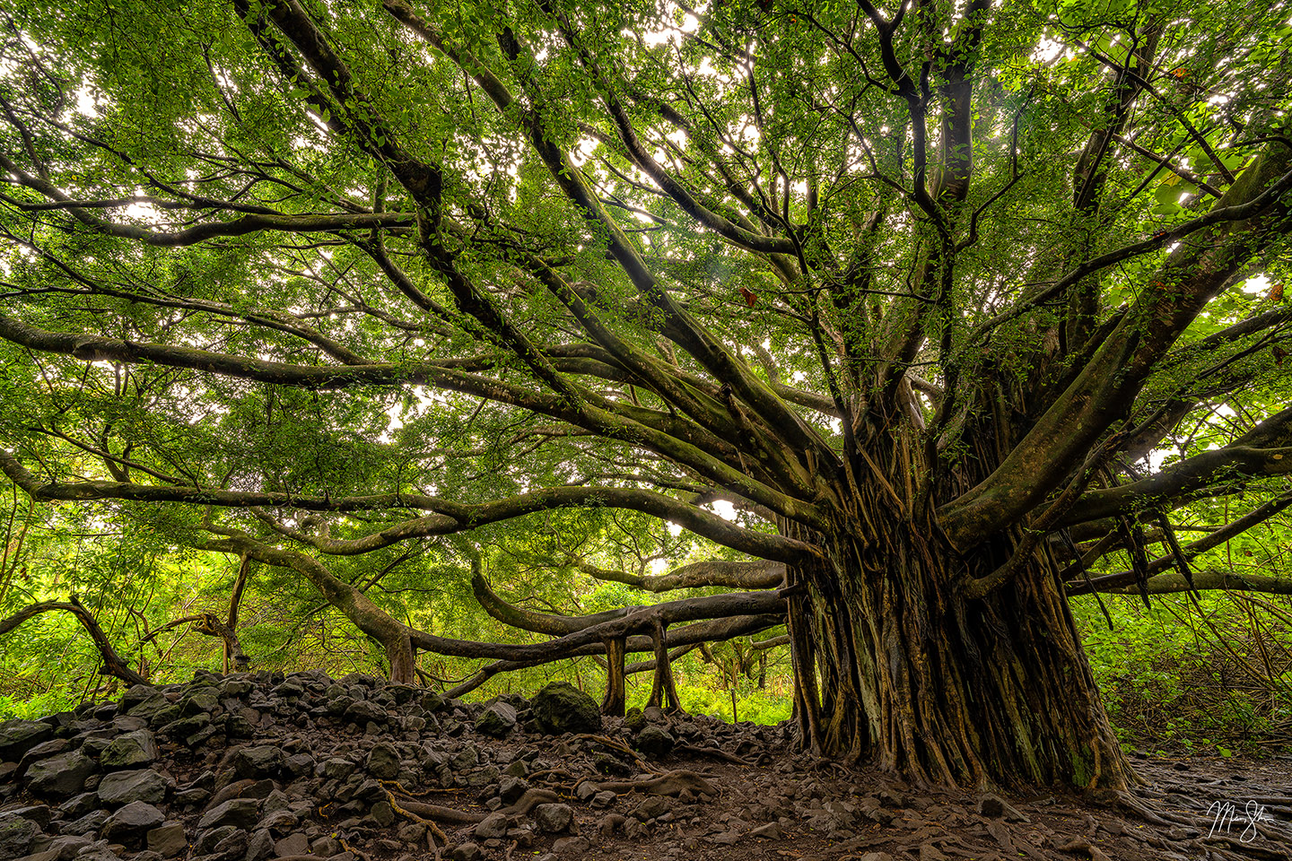 The ancient banyan tree on the Pipiwai Trail