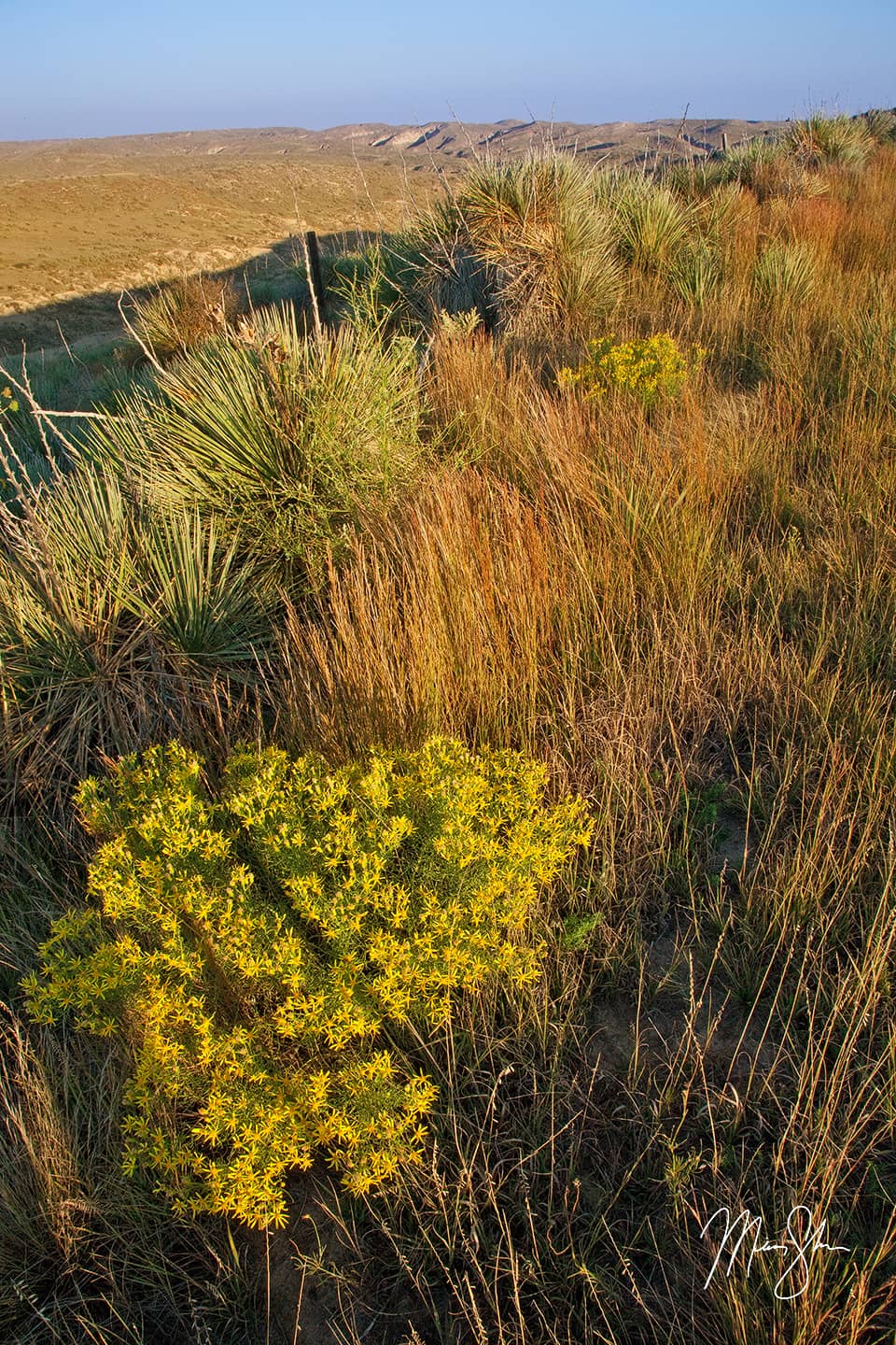 Arikaree Breaks Wildflowers - Arikaree Breaks, Kansas