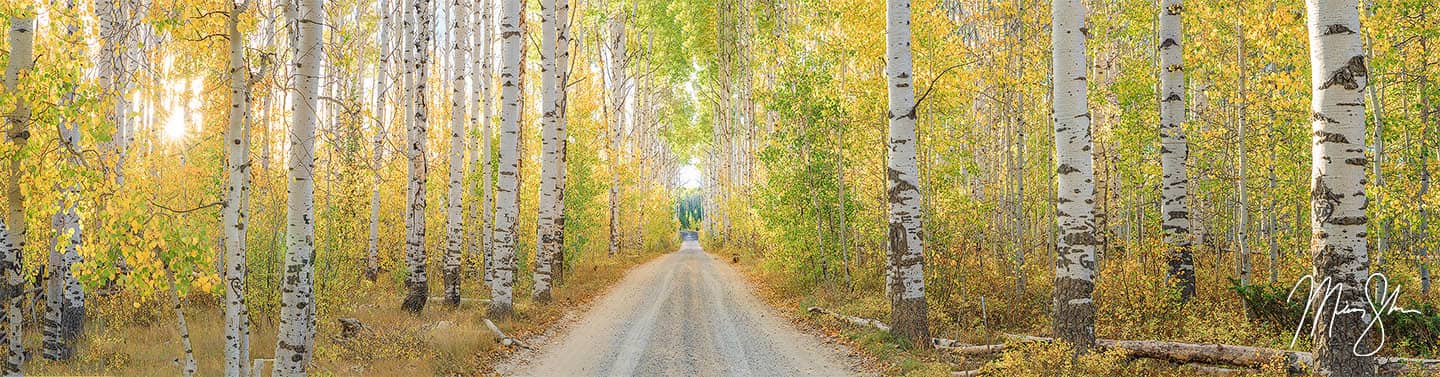 Aspen Alley Panorama - Aspen Alley, Wyoming