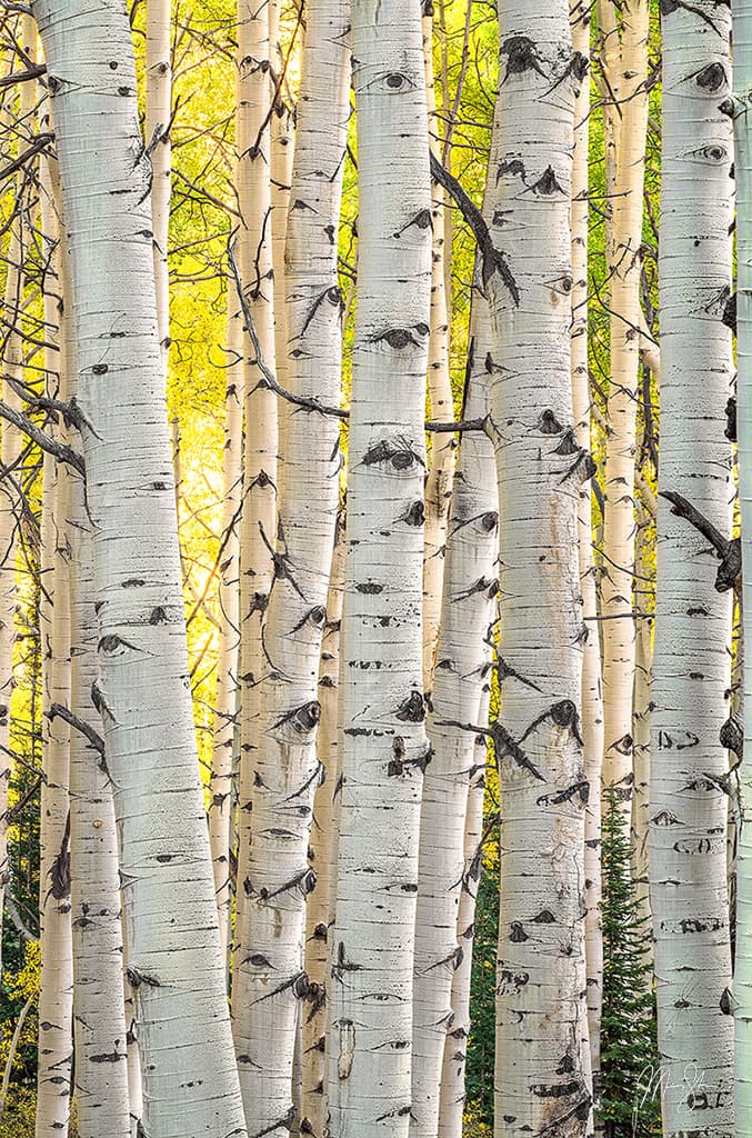 Aspen Glow - Kebler Pass, Colorado