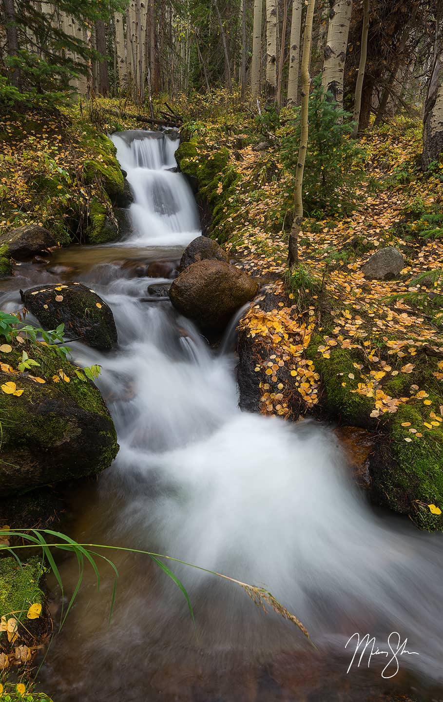 Aspen Gold at Boulder Brook - Boulder Brook, Rocky Mountain National Park, Colorado