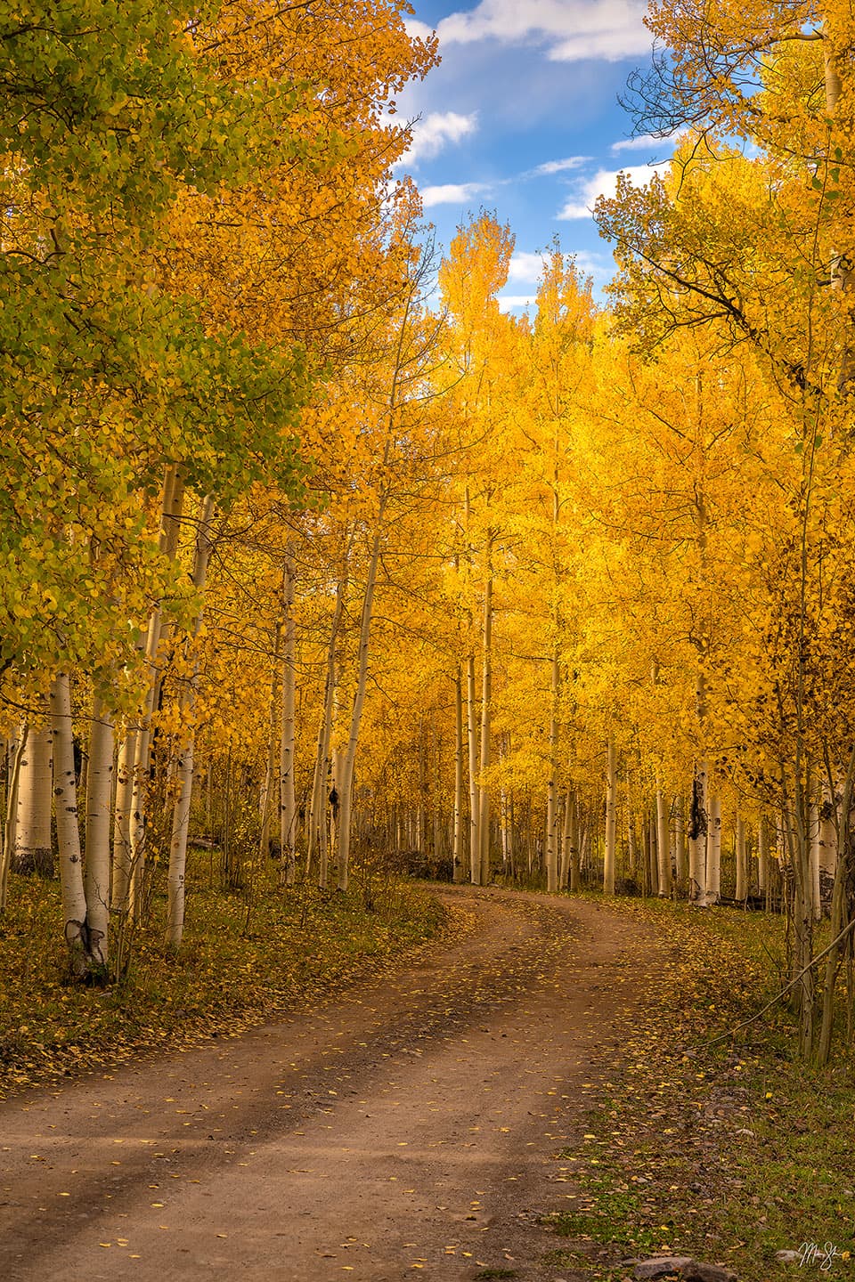 A beautiful blue sky adds a splash of contrasting color to the amazing fall colors of this winding road through an aspen stand in the San Juans of southwest Colorado.