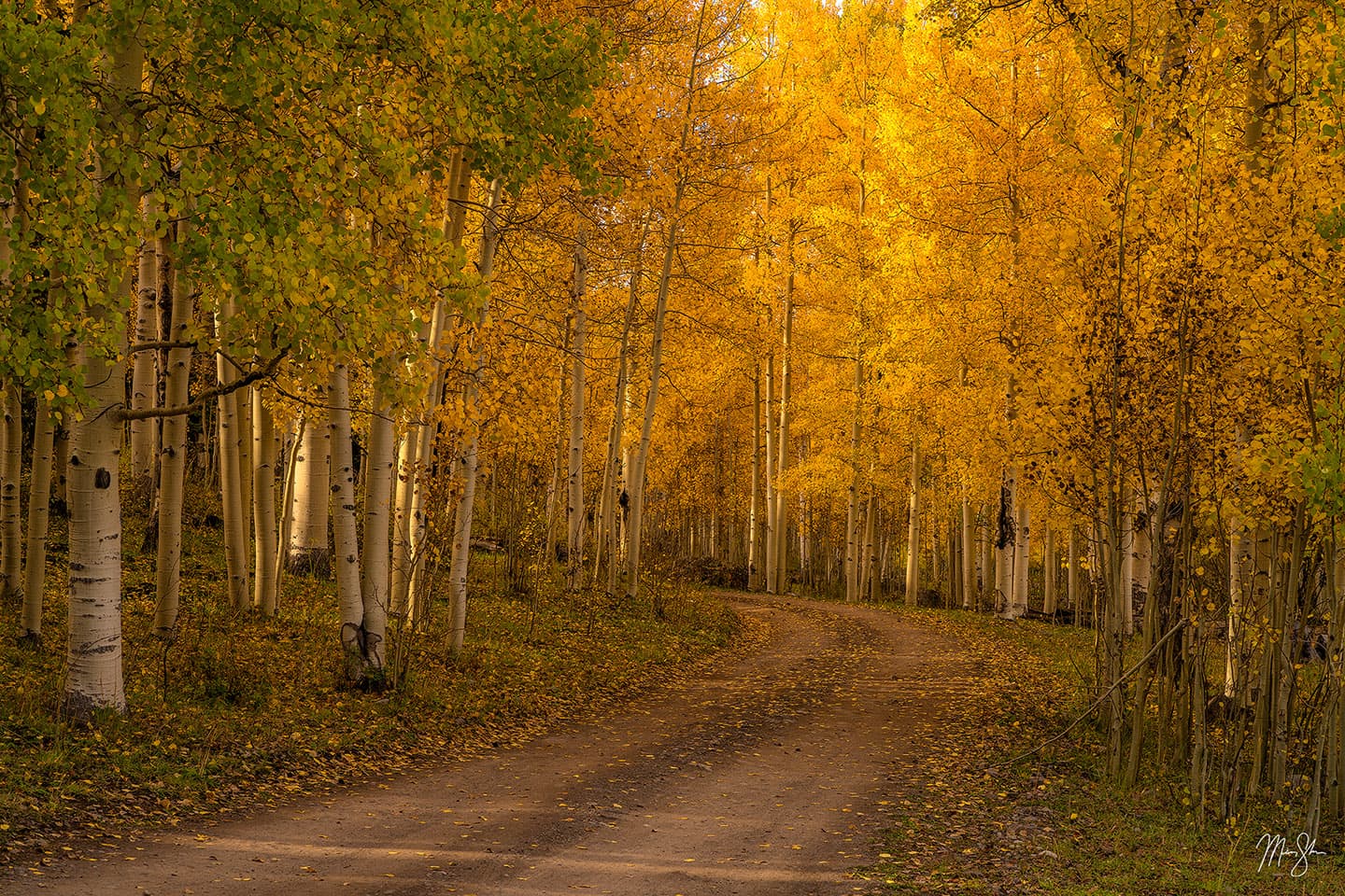 Aspen Road - Uncompahgre National Forest, San Juans, Colorado