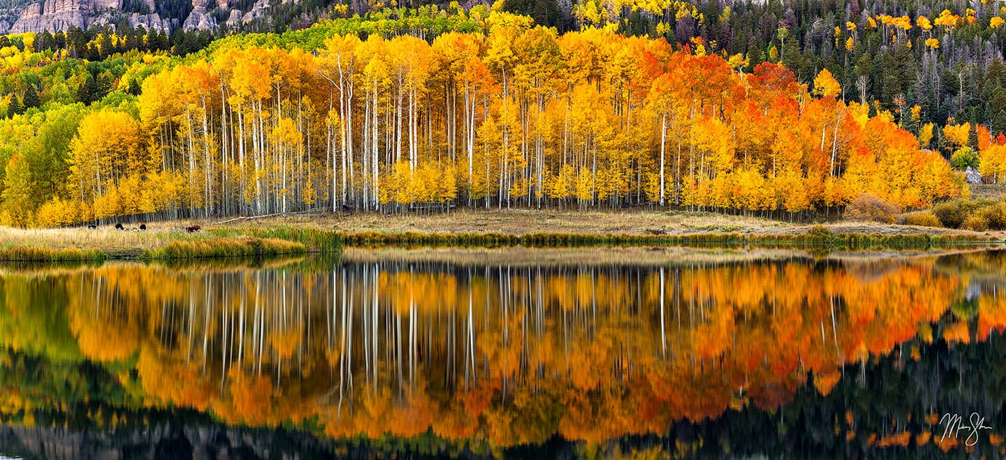 Aspen Row Reflections - San Juan Mountains, Colorado