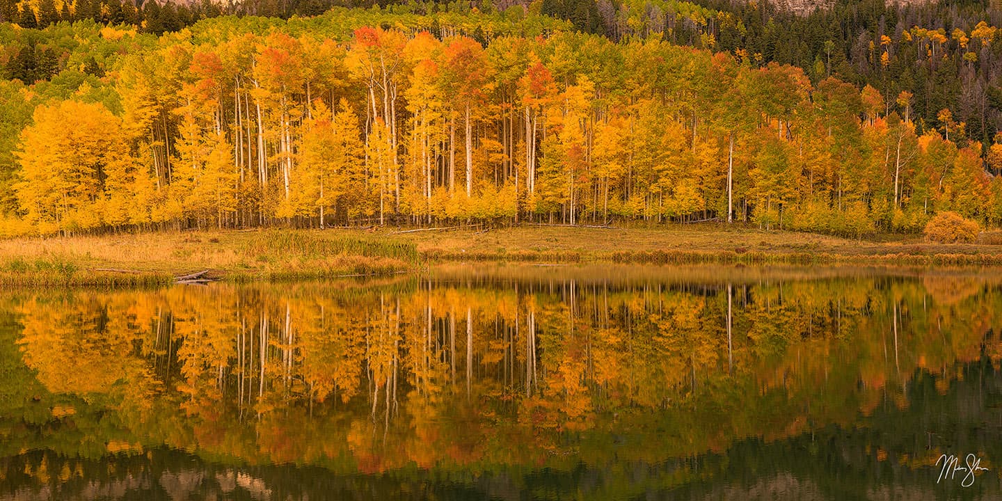 Aspen Row - San Juans, Colorado