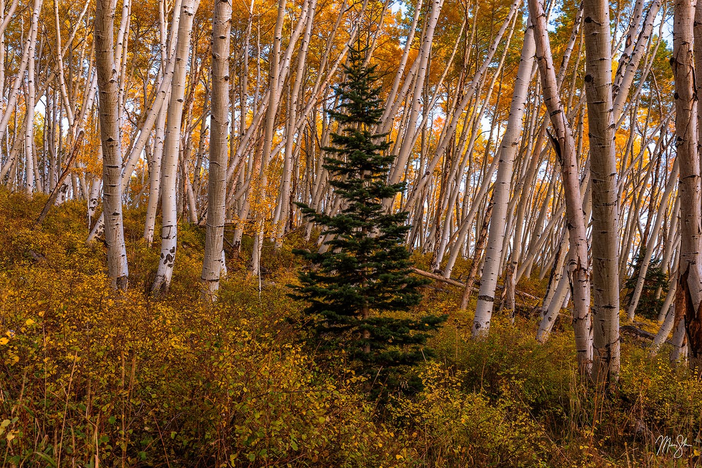 Aspens and Evergreen - Last Dollar Road, Telluride, Colorado