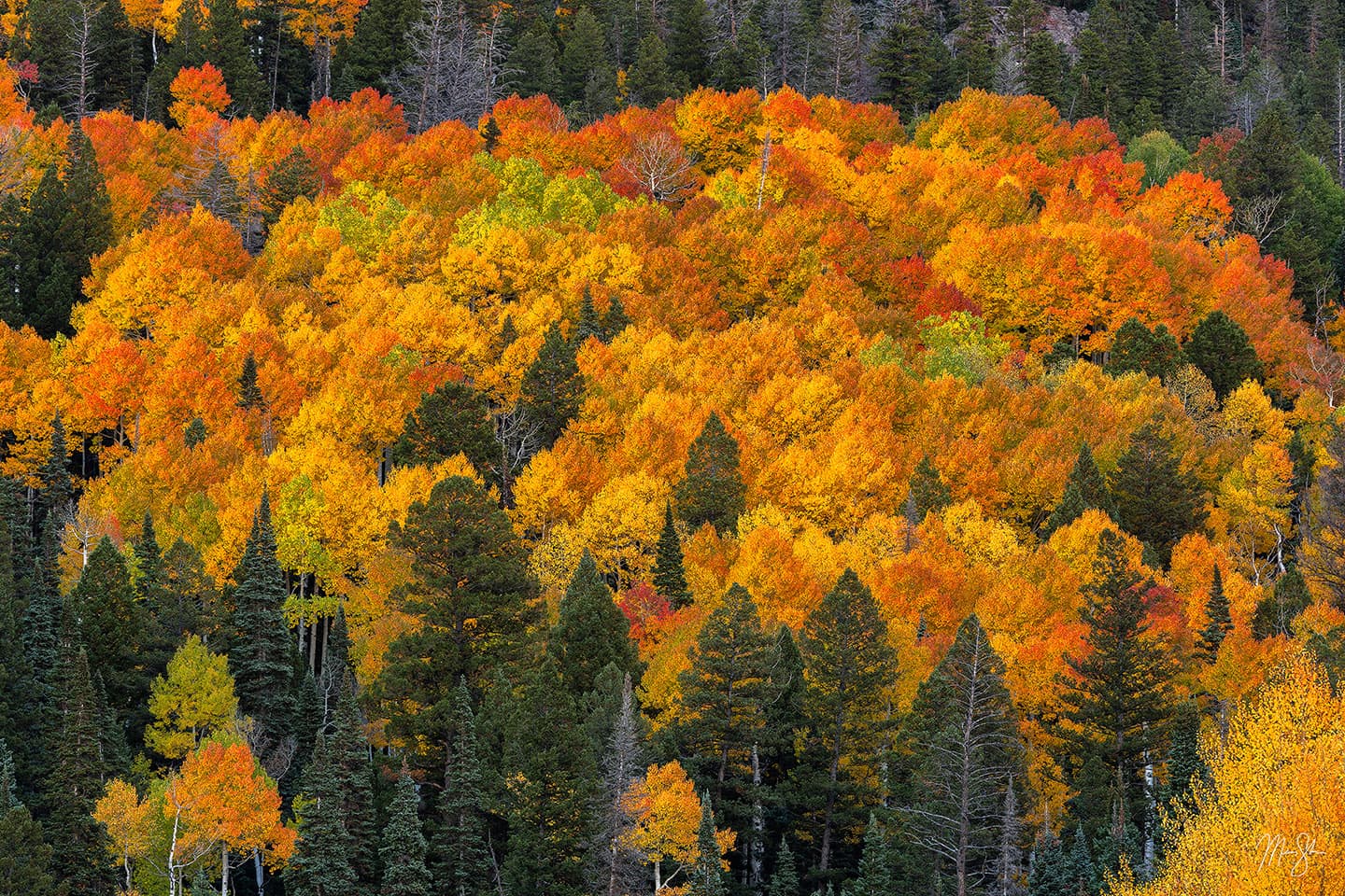 Aspens on Fire - Owl Creek Pass, Colorado