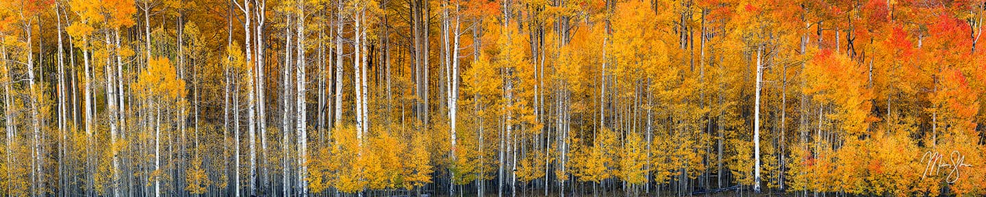 Autumn Aspens Panorama - Owl Creek Pass, San Juan Mountains, Colorado