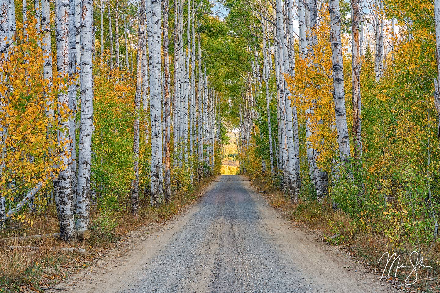 Autumn at Aspen Alley - Aspen Alley, Wyoming