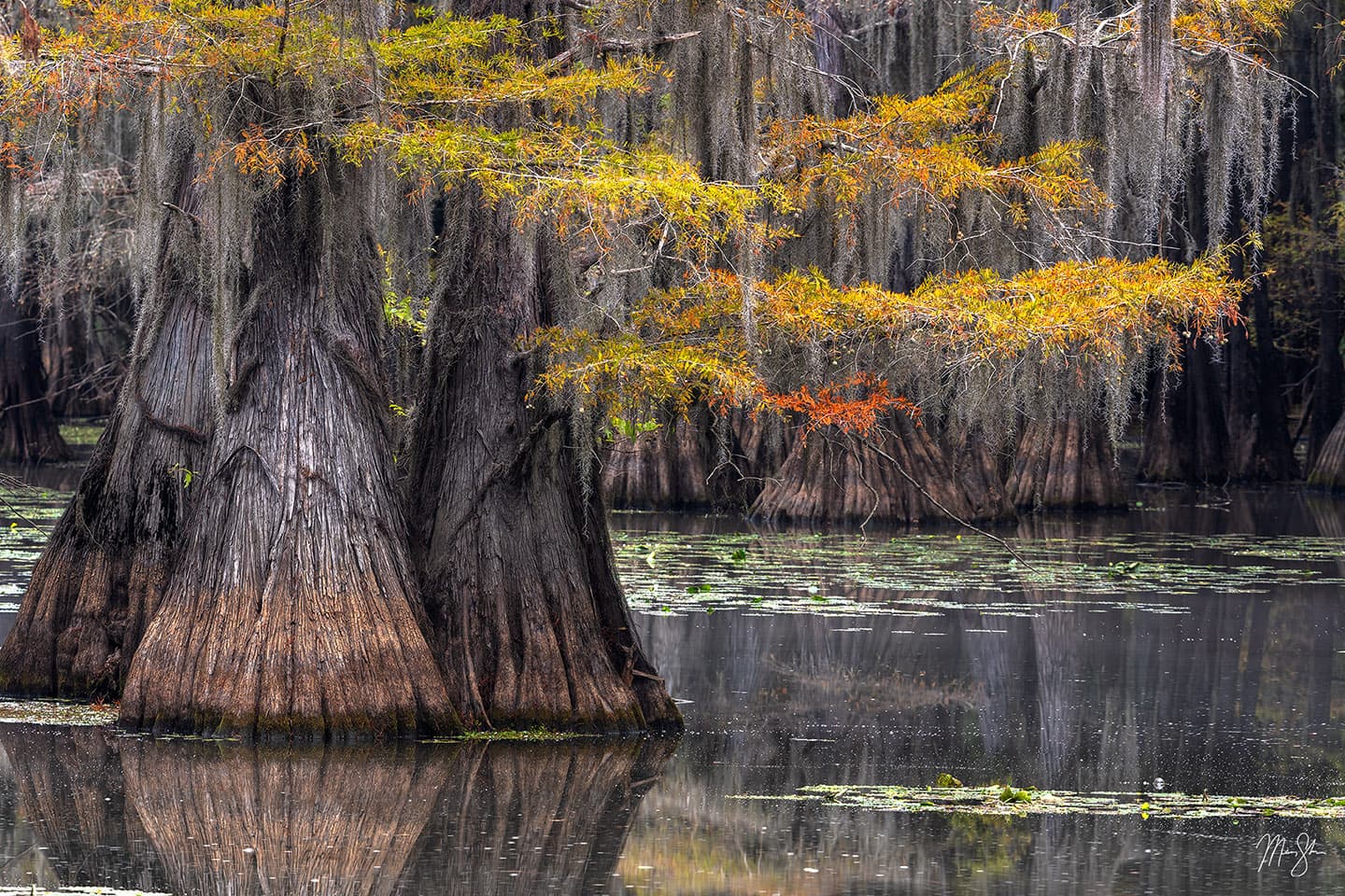 Autumn at Mill Pond - Mill Pond, Caddo Lake State Park, Texas