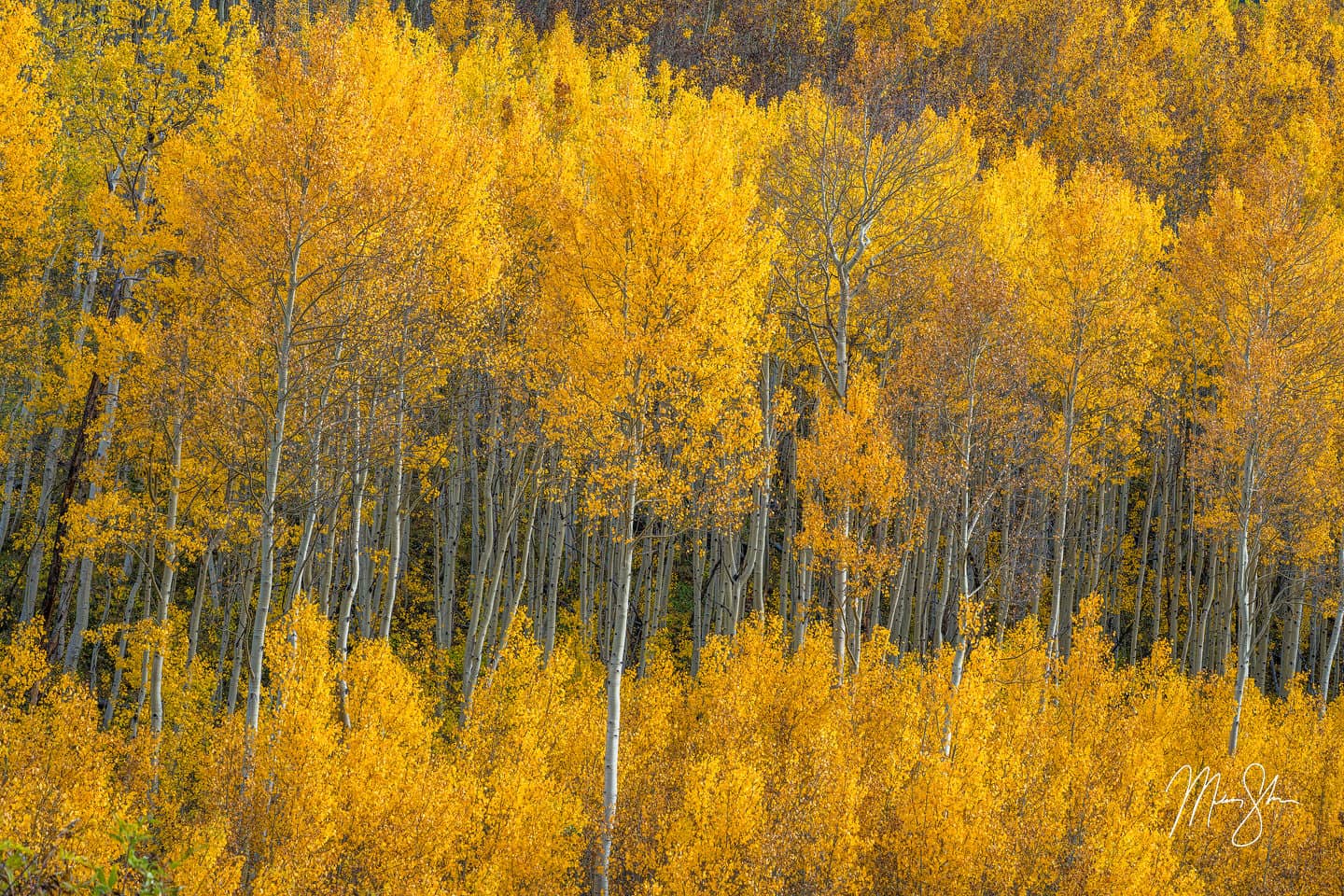 An intimate scene of aspen trees at the height of autumn colors in the Colorado Rockies