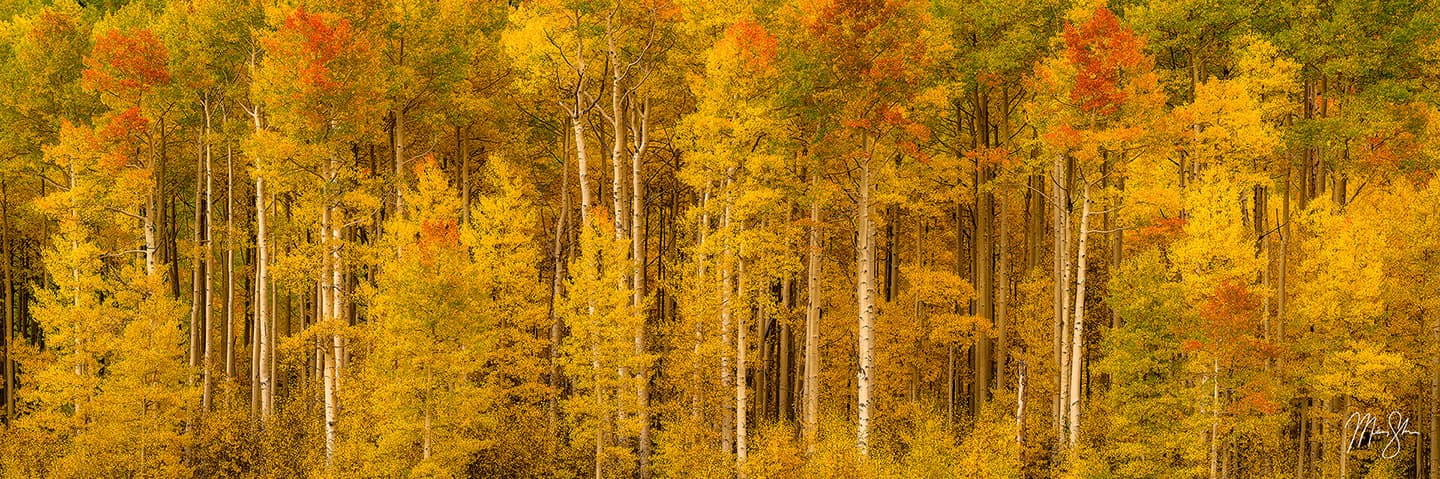 Autumn Gold Pano - San Juans, Colorado
