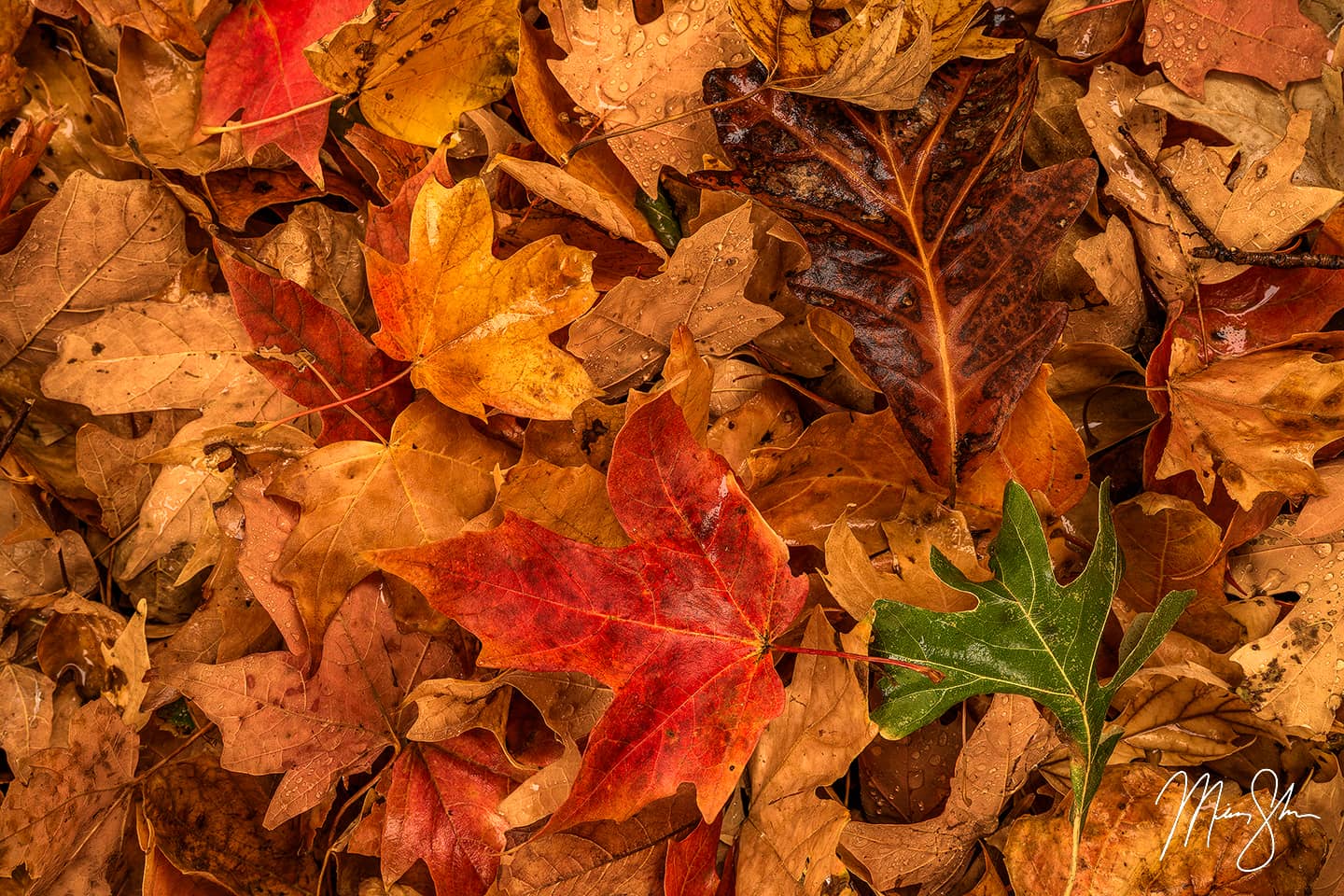 Autumn Kaleidoscope - Wichita, Kansas