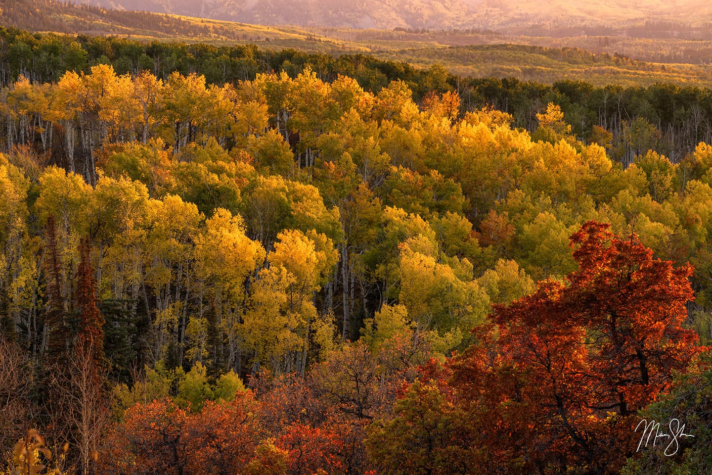 Autumn Light - Kebler Pass, Colorado