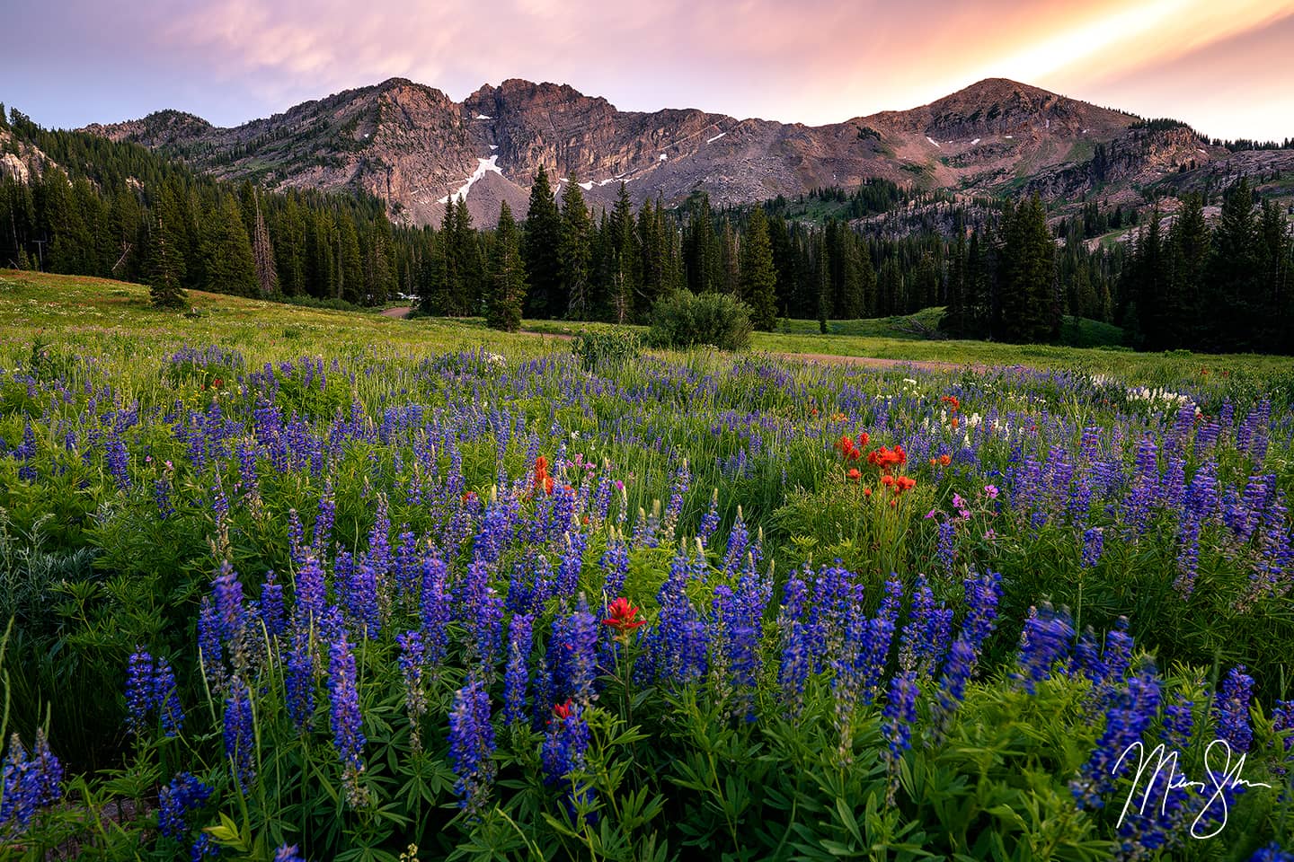 Beautiful wildflowers at Albion Basin near Alta, Utah