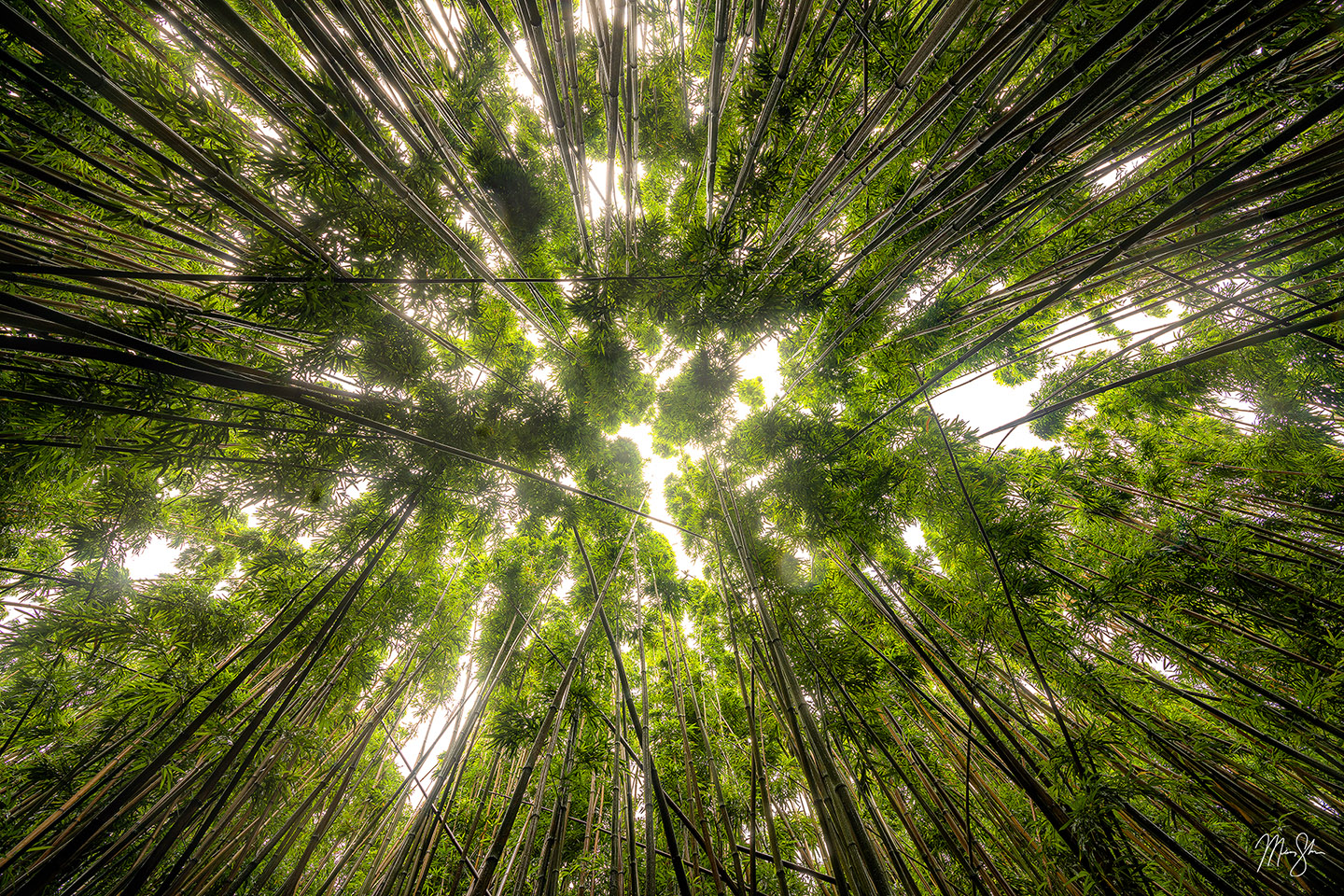 Bamboozled - Pipiwai Trail, Haleakala National Park, Maui, Hawaii