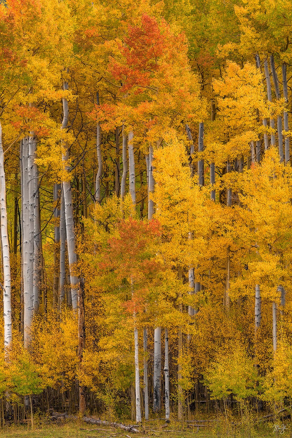 Beauty of the Forest - Near Silver Jack Reservoir, Colorado