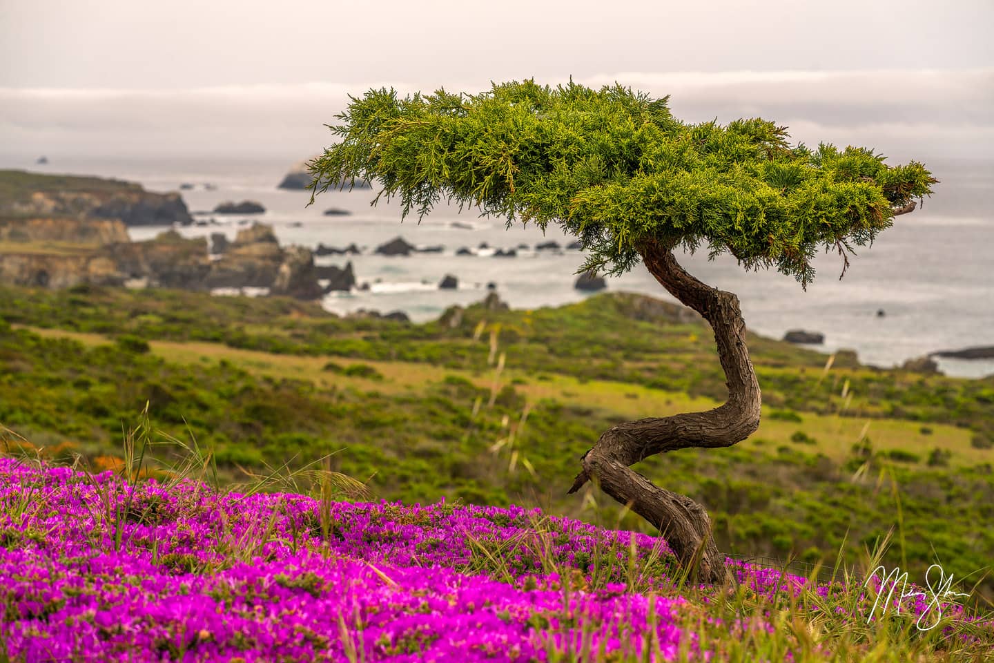 A lone tree stands amongst the carpet of flowers in Big Sur.