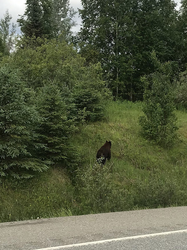 British Columbia Bear