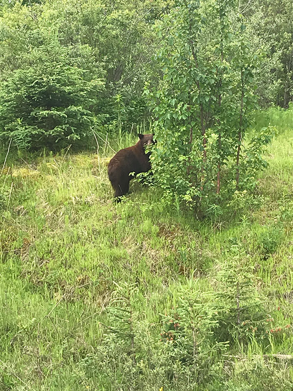 British Columbia Bear