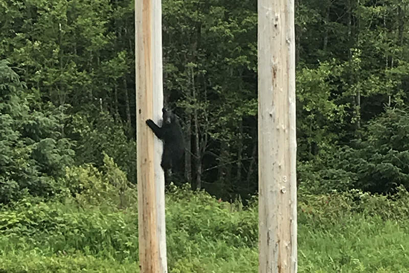 A black bear up a telephone pole near Kitimat, British Columbia