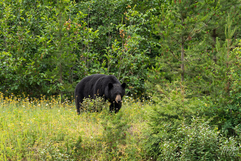 Black bear east of Terrace, British Columbia