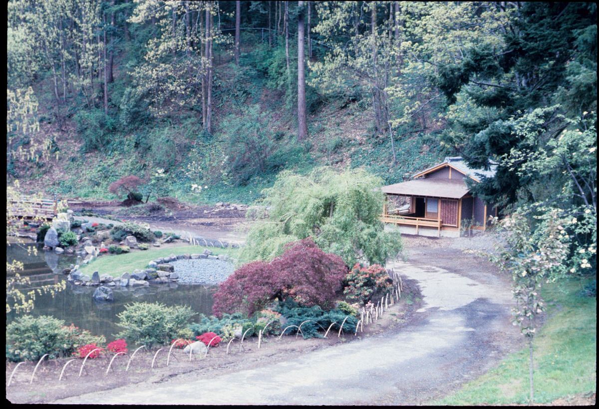 Historic photo of the Portland Japanese Garden's famous Japanese maple tree in 1968