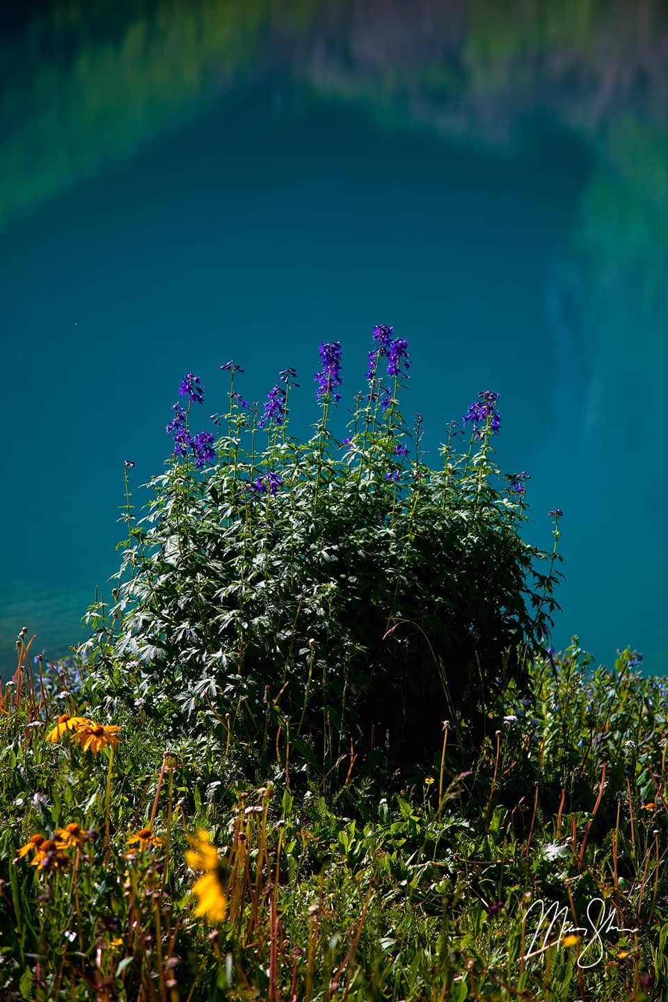 Blue Lake Wildflowers Closeup - Ridgway, San Juans, Colorado