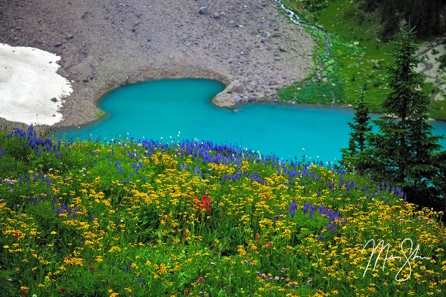 Blue Lake Wildflowers - Ridgway, San Juans, Colorado