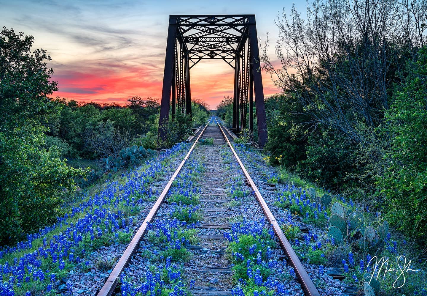 Bluebonnet Beauty - Kingsland, Texas