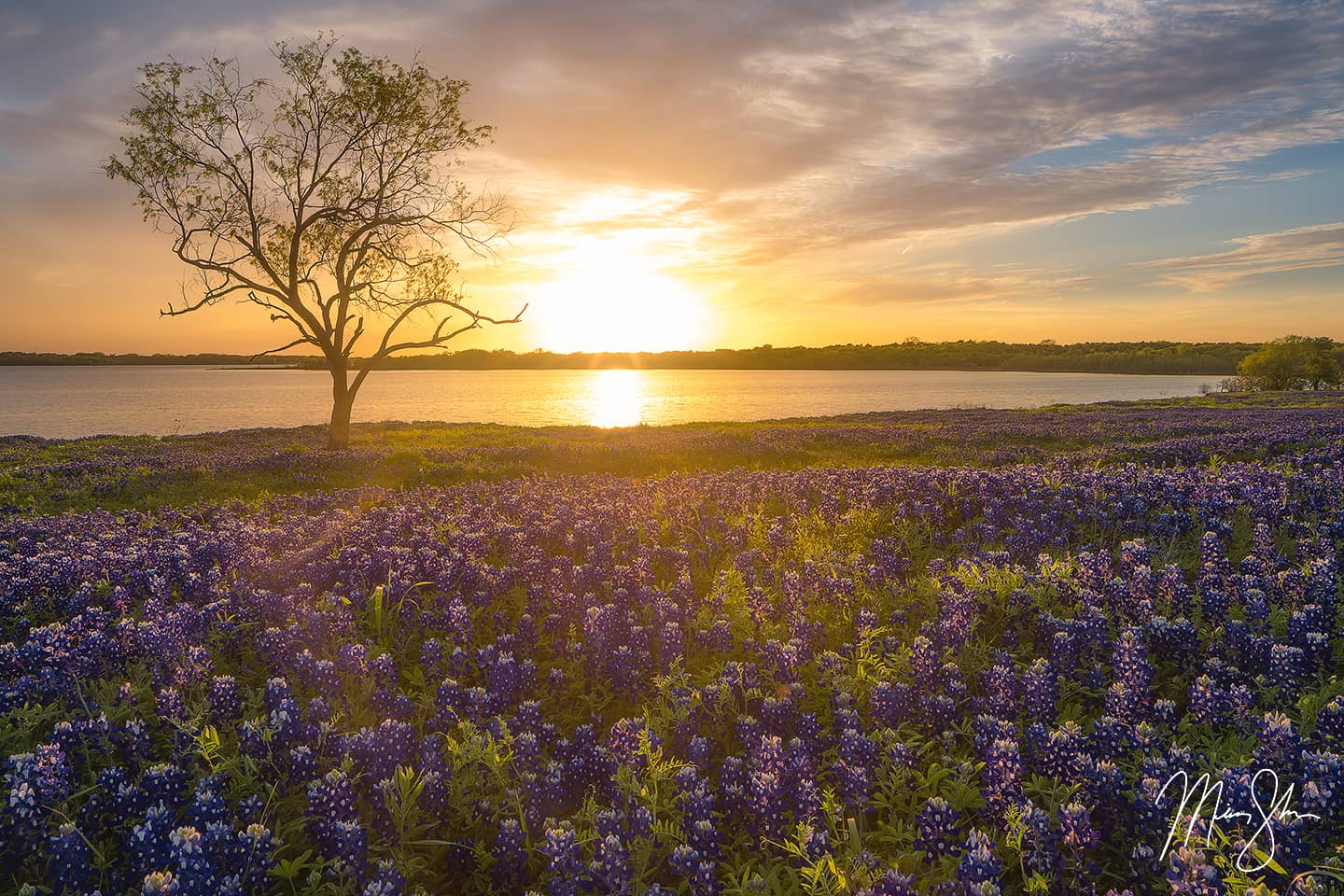 Bluebonnet Sunset - Bardwell Lake, Ennis, Texas