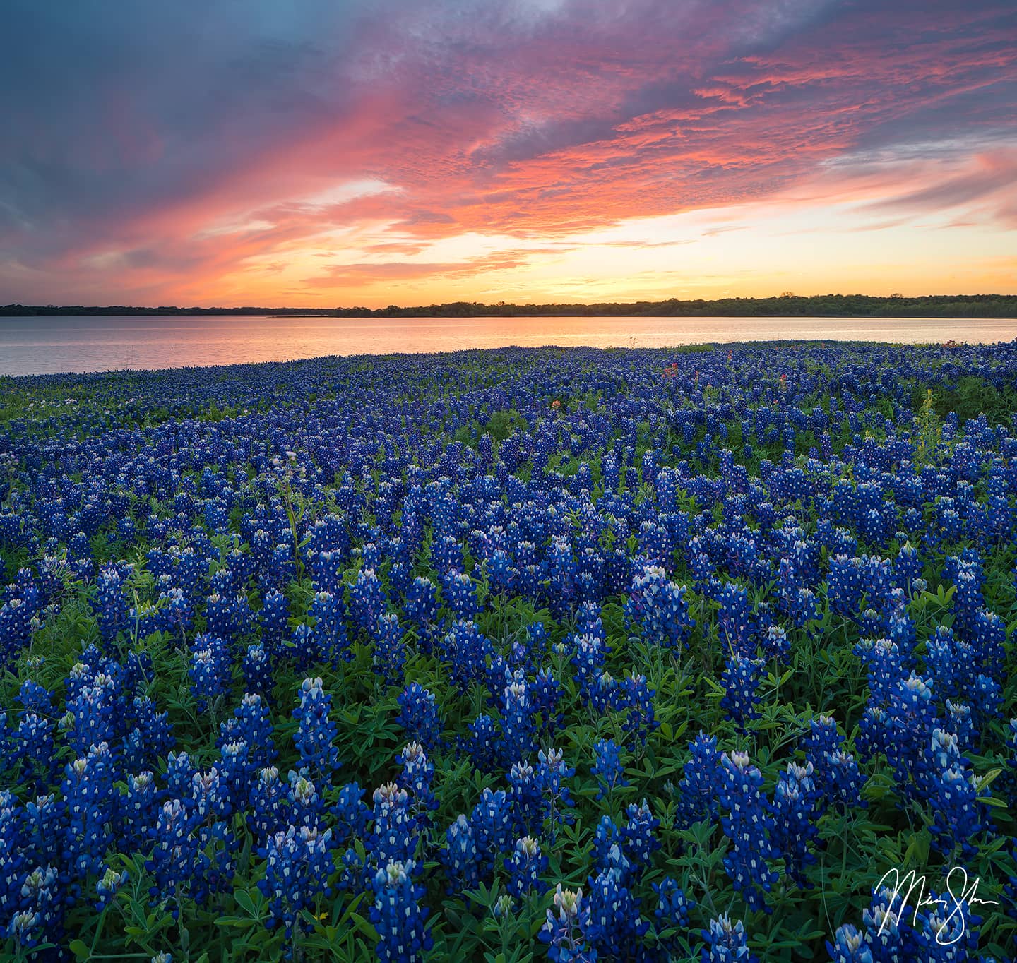 Bluebonnets Over Ennis - Bardwell Lake, Ennis, Texas