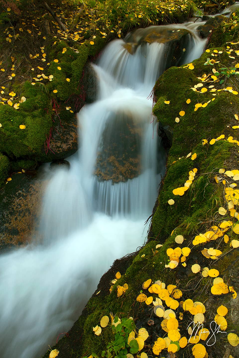 Boulder Brook Fall Colors - Rocky Mountain National Park, Colorado