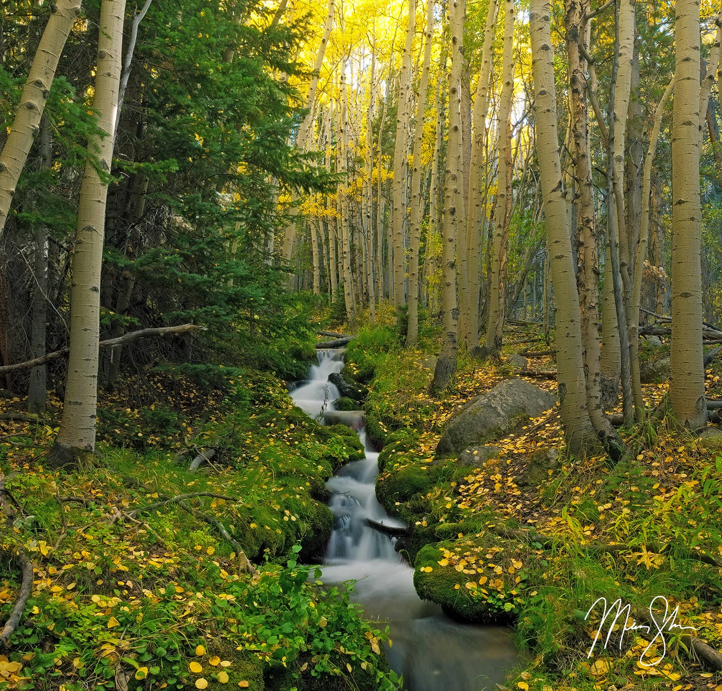 Boulder Brook Forest - Estes Park, Rocky Mountain National Park, Colorado