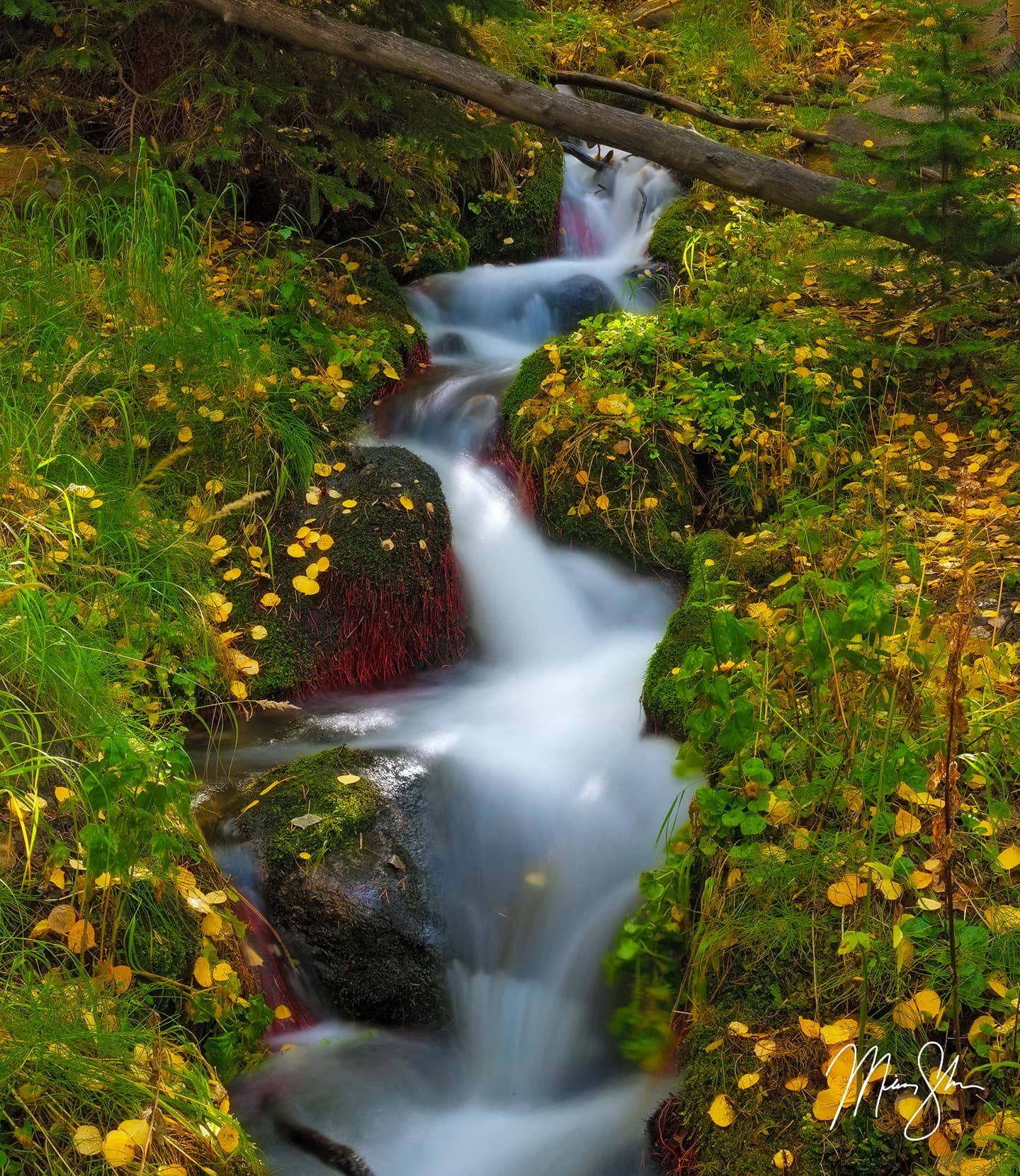 Boulder Brook Gold - Rocky Mountain National Park, Estes Park, Colorado