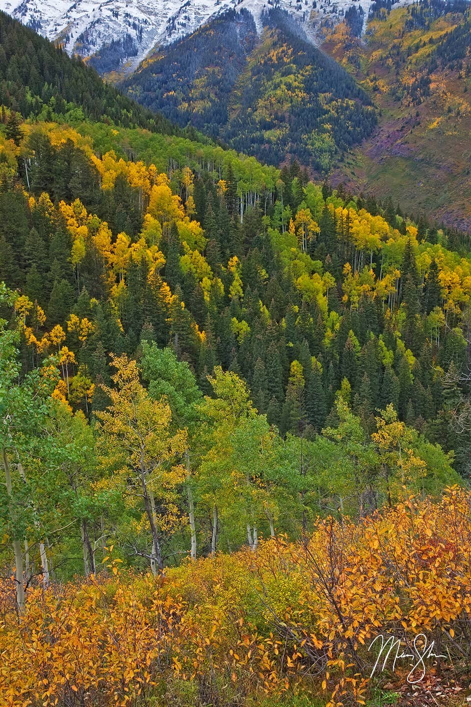 Castle Creek Road Autumn View - Castle Creek Road, Aspen, Colorado