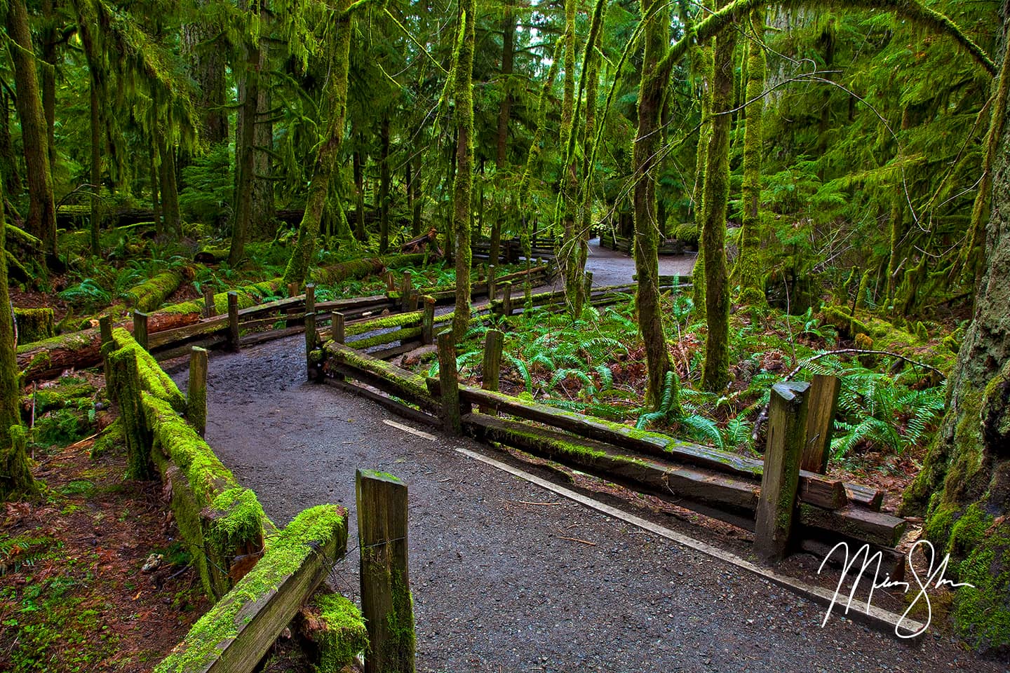 Cathedral Grove - Cathedral Grove, MacMillan Provincial Park, Vancouver Island, British Columbia, Canada