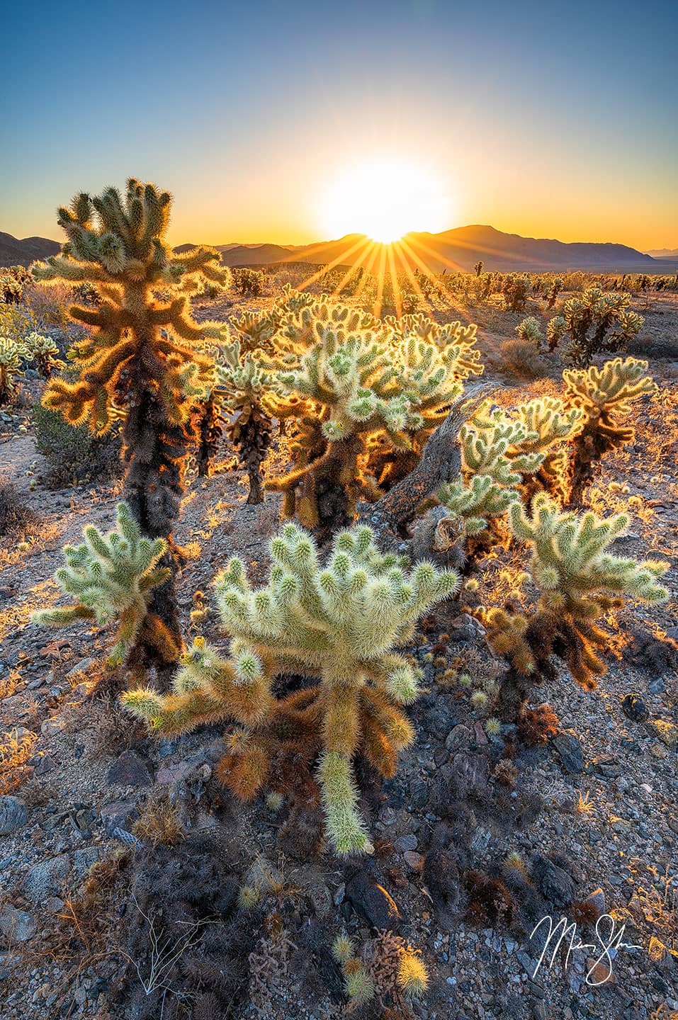 Cholla Garden Sunrise - Cholla Cactus Garden, Joshua Tree National Park, California