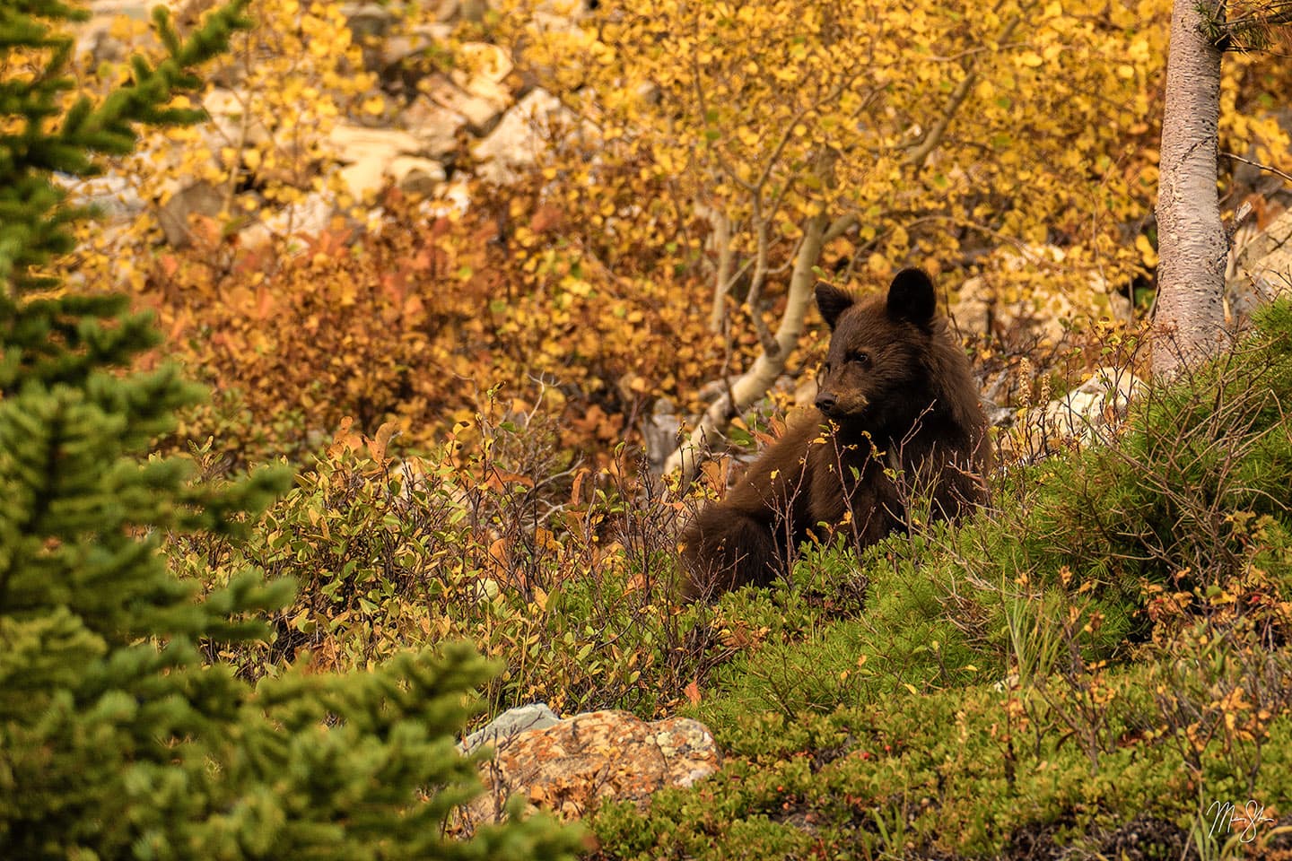 Cinnamon Baby - Black Bear - Glacier National Park, Montana